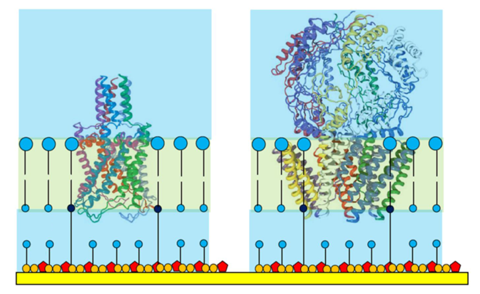 Ion channel proteins shown to scale in a tethered membrane with protein 'superstructure' housed outside the tethaPlasm