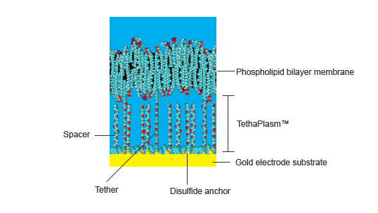 Tethered membrane system with phospholipid bilayer above gold electrode with hydrophilic polyethylene glycol PEG chains