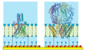 Ionchannels.png