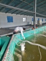 Shrimp culture pond.jpg