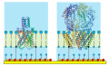 Ionchannels1.png